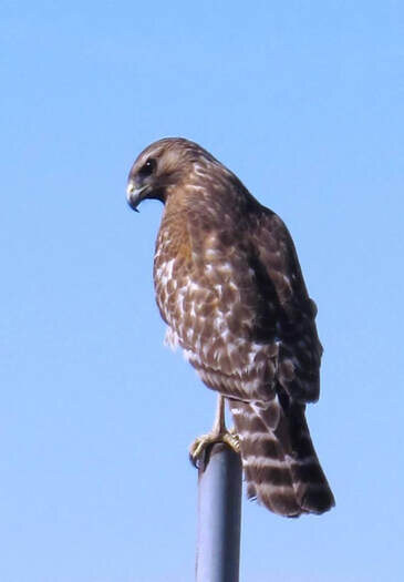 A red-shouldered hawk perched atop a pole, photographed by Kelly Armstrong, titled Psychohawk